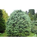  Chamaecyparis lawsoniana Silver Globus